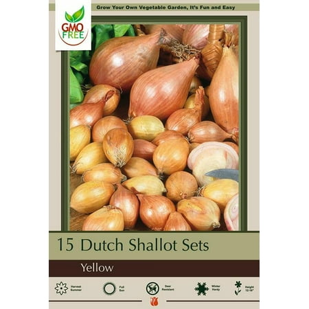 Dutch Yellow Shallots - 15 Bulbs - 9/15 cm bulbs