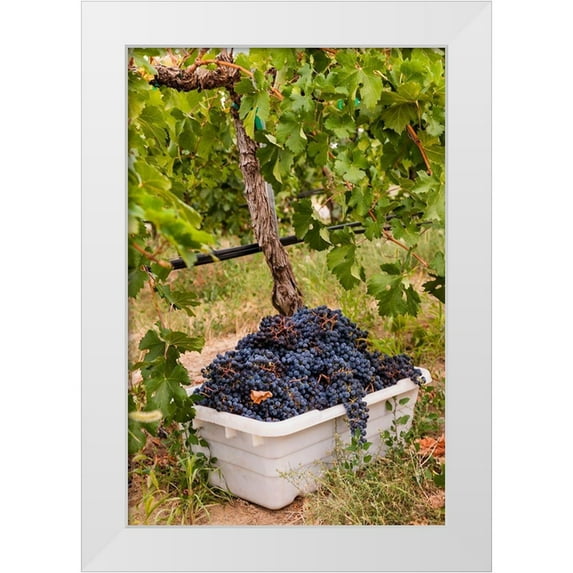 Duval, Richard 17x24 White Modern Wood Framed Museum Art Print Titled - Washington State-Pasco A bin of merlot grapes at harvest