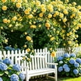 thumbnail image 1 of Dvumao Fake Rose Garland for Wedding Arch, 6-Ft(180cm) Artificial Vine for Pergola, Fence, and Party Decoration, 1 of 6