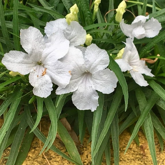 Dwaft White Mexican Petunia Live Plant, Petunia Plant Live for Outdoor Garden, 4-8 Inch