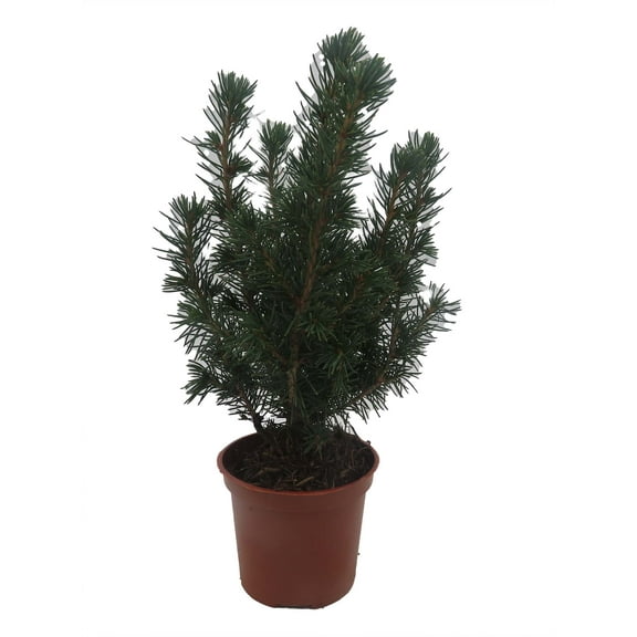 Dwarf Alberta Spruce -2.5" Pot - Picea glauca 'Conica' - Very Hardy