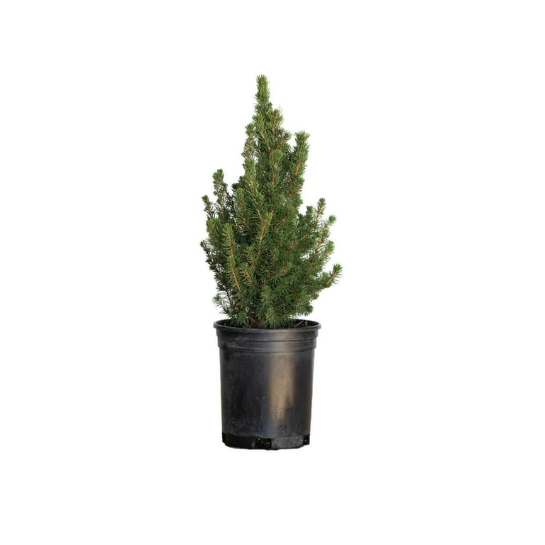 Dwarf Alberta Spruce - Evergreen Shrub/Pyramidal Tree - 2.5 Qt Dwarf Alberta Spruce - Evergreen Shrub/Pyramidal Tree - 2.5 Qt