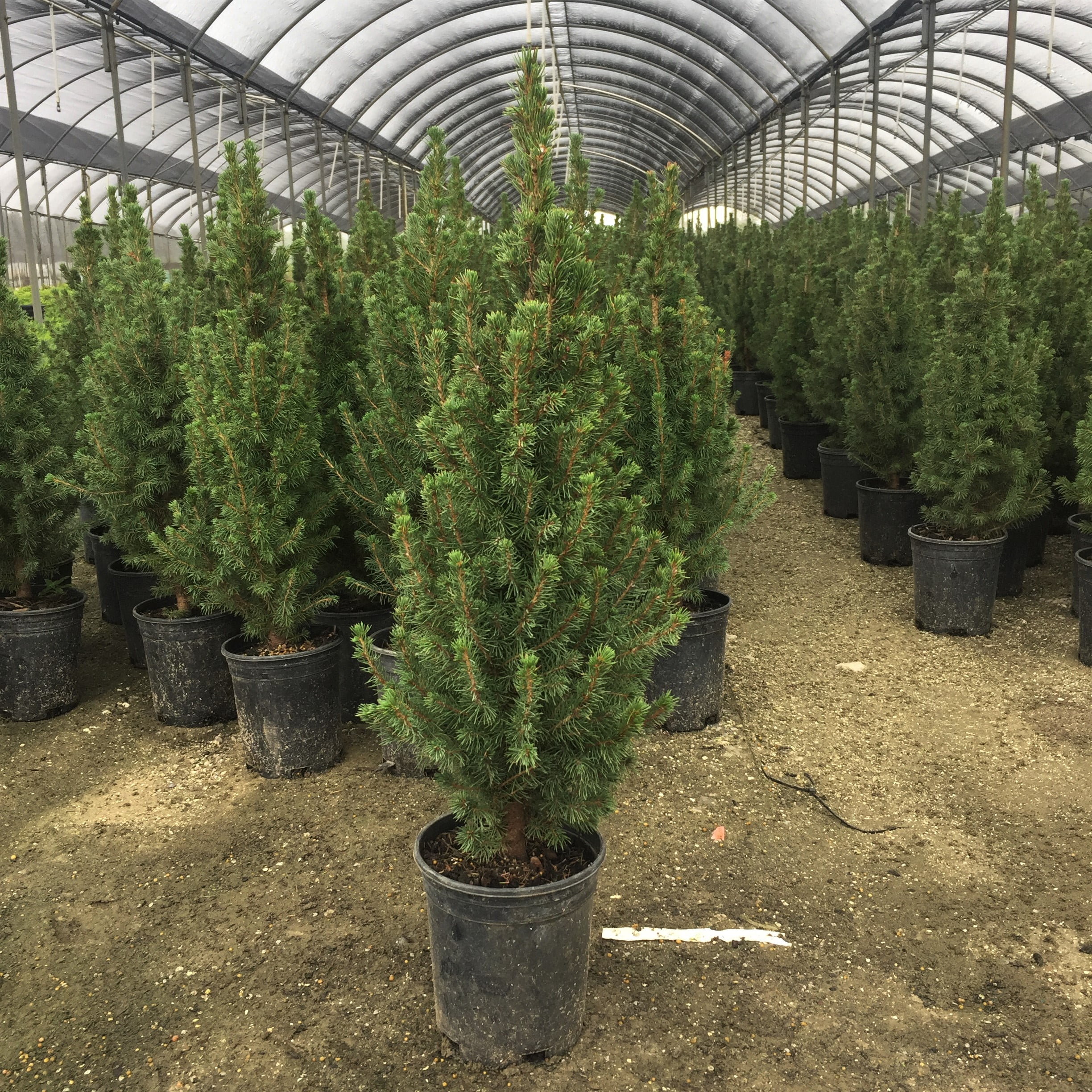 Expert Gardener Flowerwood Spruce Live Shrubs, Deer-Resistant