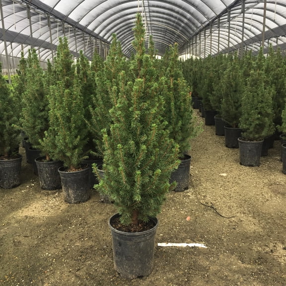Expert Gardener Flowerwood Spruce Live Shrubs, Deer-Resistant