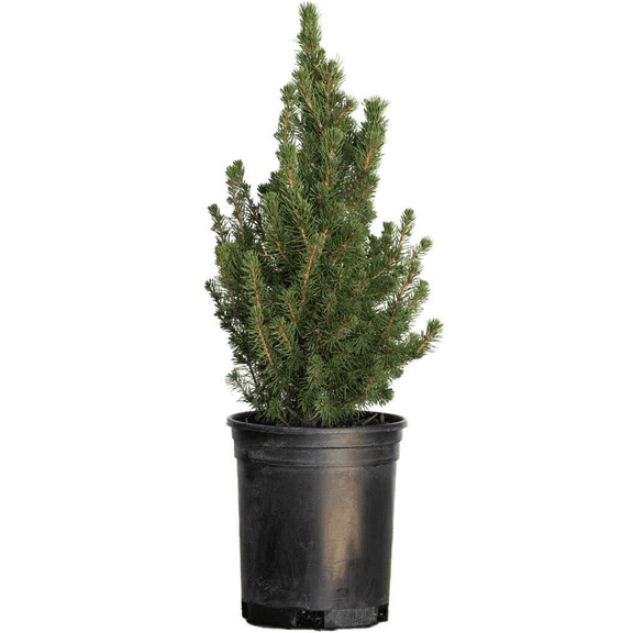 Expert Gardener Dwarf Alberta Spruce (2.5 Quart) Conical Evergreen Shrub/Tree - Full Sun Live Outdoor Plant
