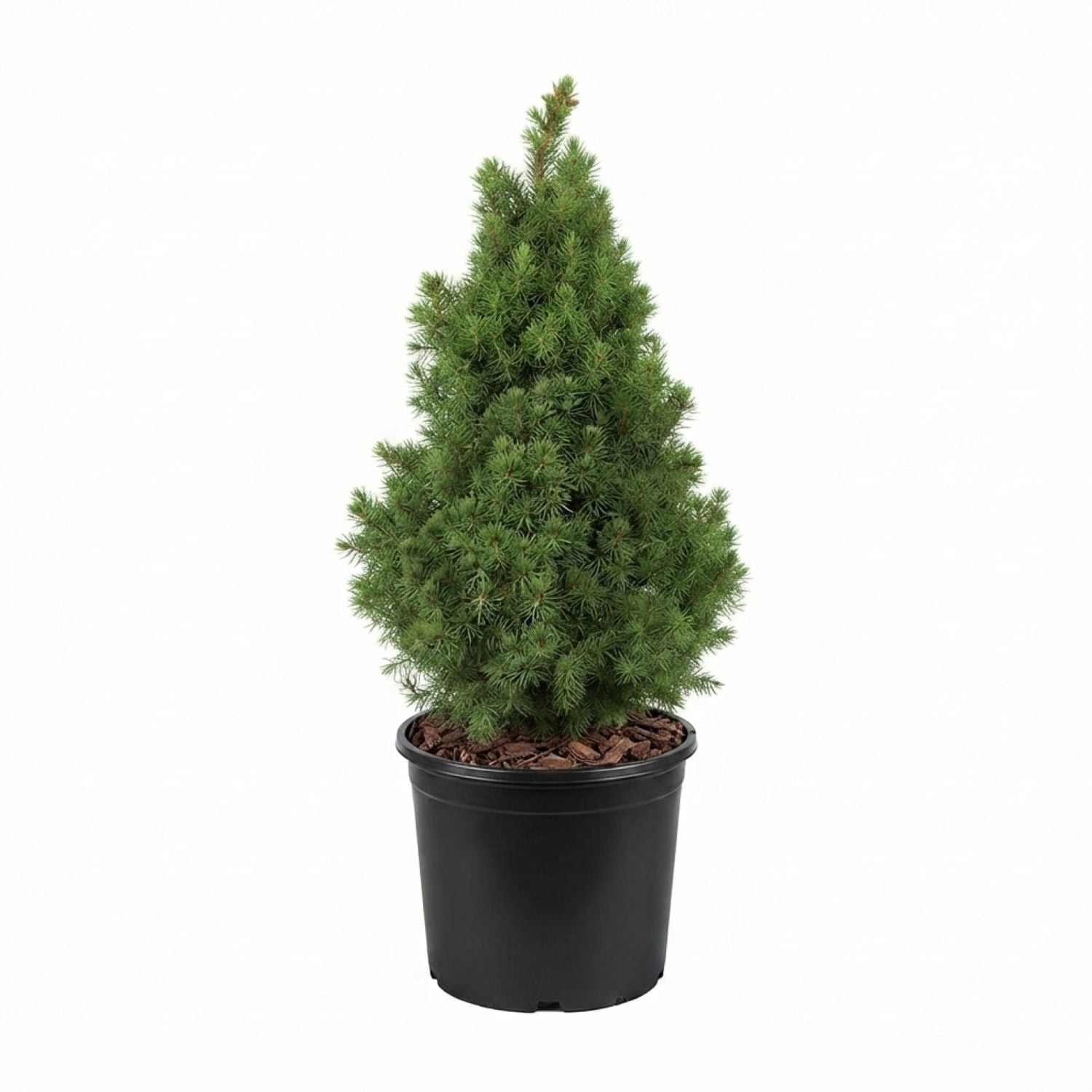 Expert Gardener Flowerwood Spruce Live Shrubs, Deer-Resistant