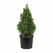 Expert Gardener Dwarf Alberta Spruce (2.5 Quart) Conical Evergreen Shrub/Tree - Full Sun Live Outdoor Plant