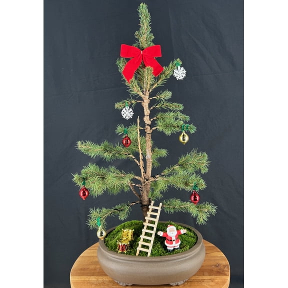 Dwarf Alberta Spruce Bonsai Tree Outdoor Evergreen Pyramidal 12-Year-Old, 12" x 12" x 25"