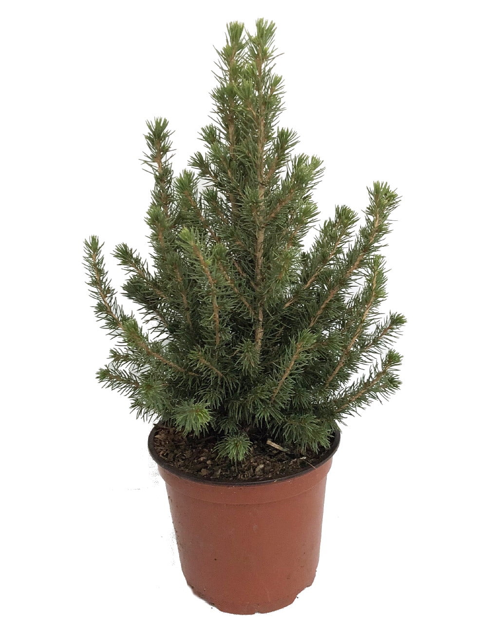 Dwarf Alberta Spruce - Picea - 6" pot - Very Hardy