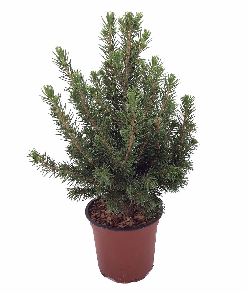 Dwarf Alberta Spruce - Picea glauca 'Conica' - 4" Pot - Very Hardy