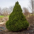 thumbnail image 1 of Dwarf Alberta Spruce - Picea Conica | 2 Gallon Size Container, 1 of 5