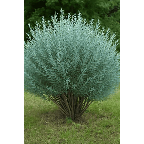 Dwarf Arctic Willow Tree Cuttings to Plant 2 Cuttings