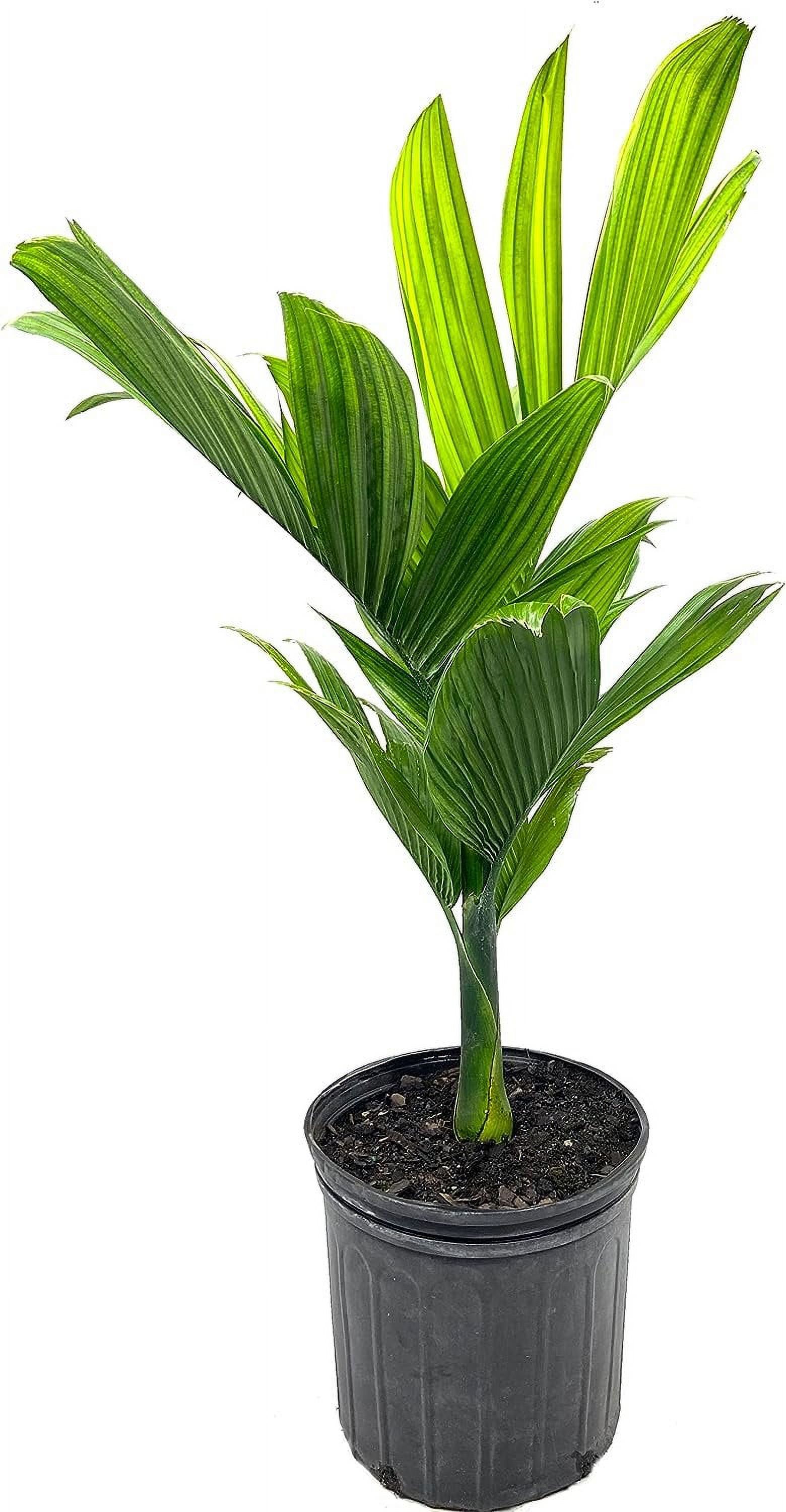 Dwarf Areca Catechu Palm - Live Plant in a 10 Inch Pot - Areca Catechu 'Dwarf' - Breathtaking Ornamental Palms from Florida for The Home and Patio - image 1 of 5