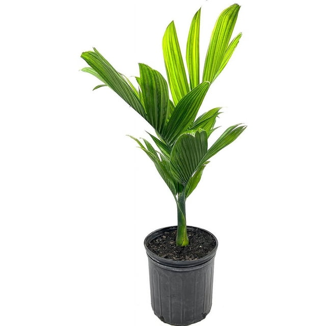Dwarf Areca Catechu Palm - Live Plant in a 10 Inch Pot - Areca Catechu 'Dwarf' - Breathtaking Ornamental Palms from Florida for The Home and Patio