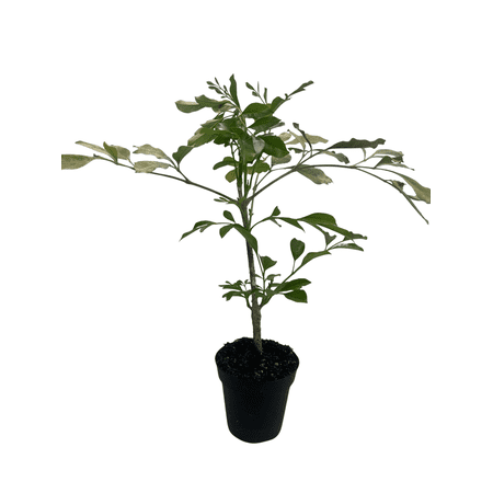 Dwarf Asian Jasmine Tree - Rademachera Kunming - 4" Pot - Extremely Fragrant