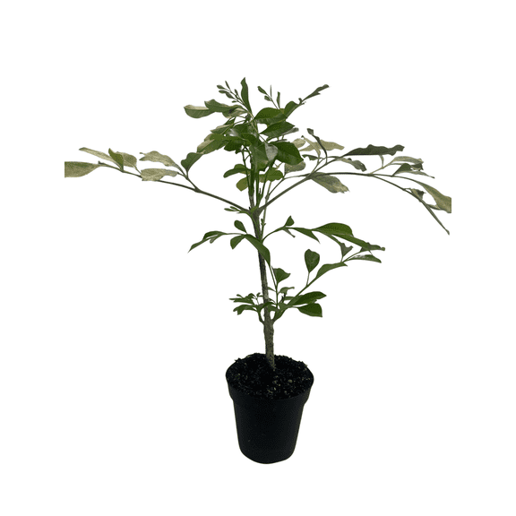 Dwarf Asian Jasmine Tree - Rademachera Kunming - 4" Pot - Extremely Fragrant
