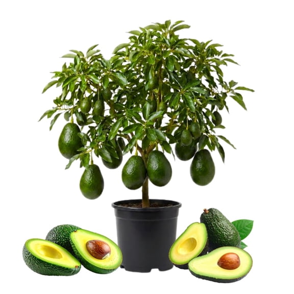 Dwarf Avocado Tree, Avocado Tree Live Plant, 6 - 12 Inc Tall, Sweet Tropical Fruit Trees for Indoor and Outdoor Planting