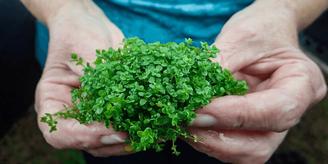 Dwarf Baby Tears Live Aquarium Plant Bundle – Hemianthus Callitrichoides Cuba HC Carpet for Freshwater Aquascaping
