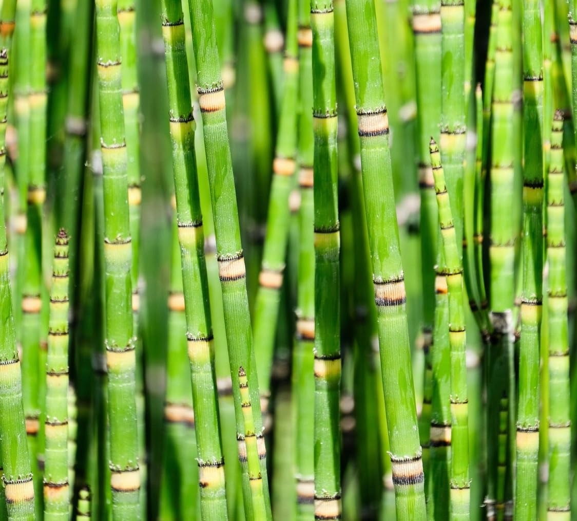 Dwarf Bamboo Plant Cuttings to Grow - Equisetum - Horsetail Water Plant (25 Cuttings)