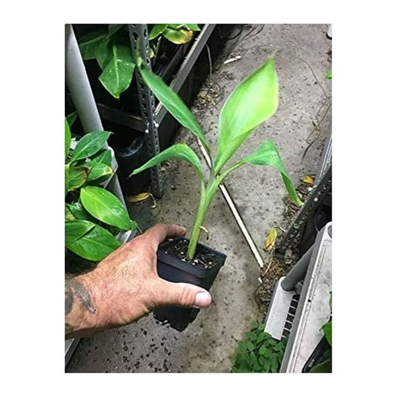 Dwarf Banana - Live Plant - Dwarf Brazillian Banana - Dwarf Hawaiian Banana