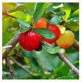 Dwarf Barbados Cherry Tree 1218 Inch Tall, in 6 Inch Pot, Acerola