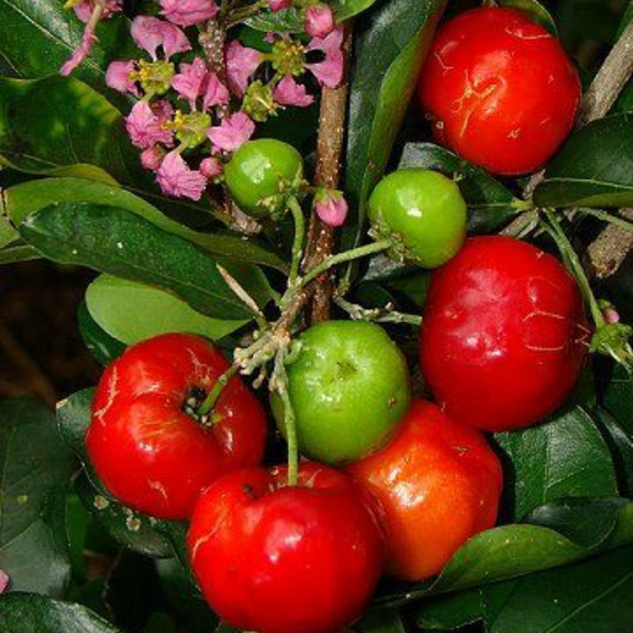 Dwarf Barbados Cherry Tree Live, Dwarf Barbados Cherry Tree 8 Inc, Outdoor Growing