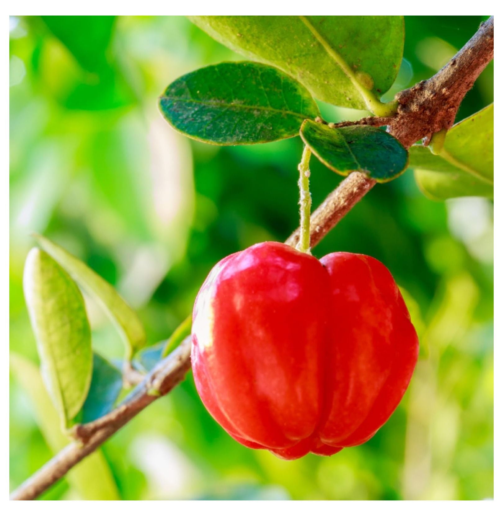 Dwarf Barbados Cherry Tree Live Plant for Planting 1218 Inch Tall, in