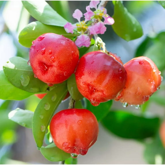 Dwarf Barbados Cherry Tree Malpighia Emarginata Plant Acerola Cherry Tree 6-8 Inch Tall