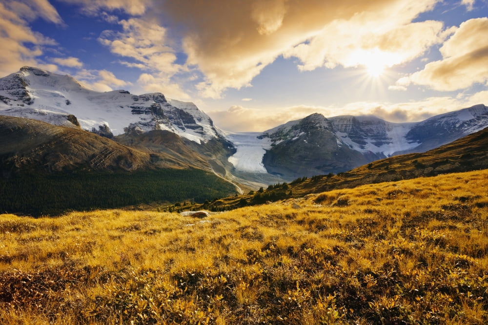 Dwarf Birch Athabasca Glacier And Snow Dome From Wilcox Pass In Fall Columbia Icefields Jasper National Park Alberta Canvas Art - Yves Marcoux Design Pics (17 x 11)