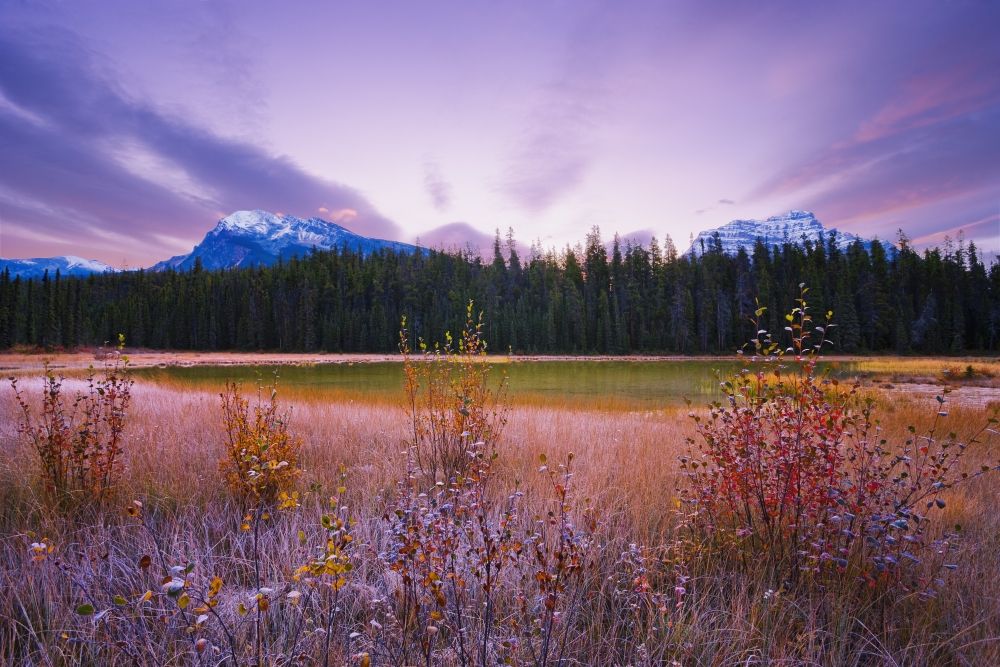 Dwarf Birch Pond And Mount Hardisty And Mount Kerkeslin At Dawn In Autumn Jasper National Park Alberta Canvas Art - Yves Marcoux Design Pics (17 x 11)