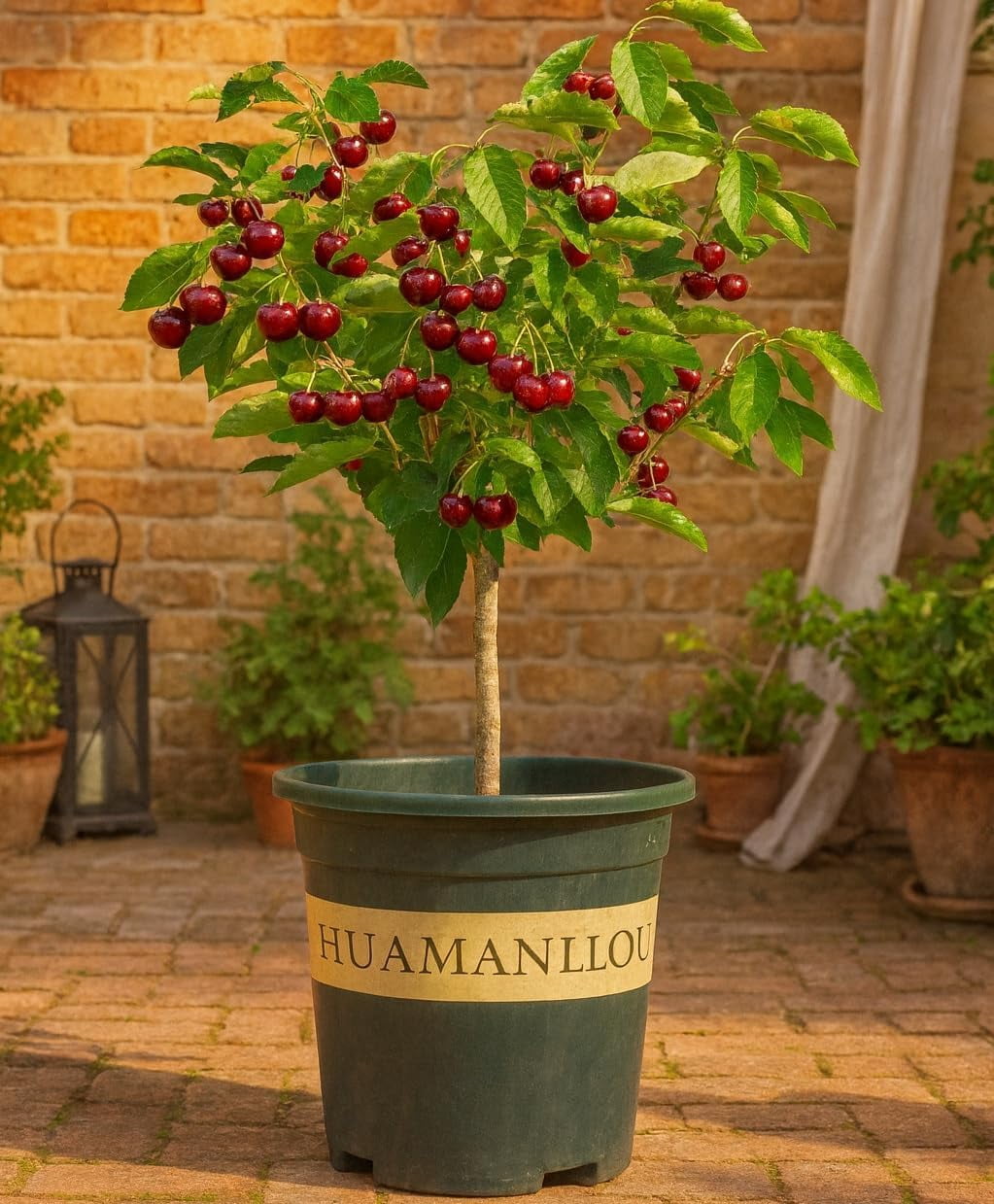 Dwarf Black Cherry Fruit Tree Live Plant Seedling - Prunus serotina, Great for Home and Garden Yards Planting (1 Seedling)