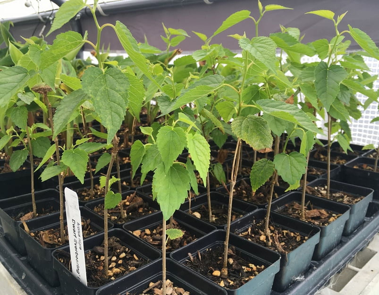 Dwarf Black Mulberry - Everbearing Live Plant Fruit - Morus Nigra