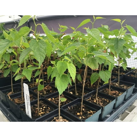 Dwarf Black Mulberry - Everbearing Live Plant Fruit - Morus Nigra