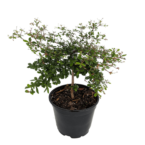 Dwarf Black Olive Tree - Indoors or Out - 4" pot - Bucida spinosa