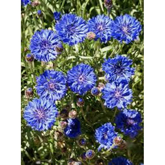 Dwarf Blue Bachelor Button 500 Seeds, Beautiful Flower, Border Flower