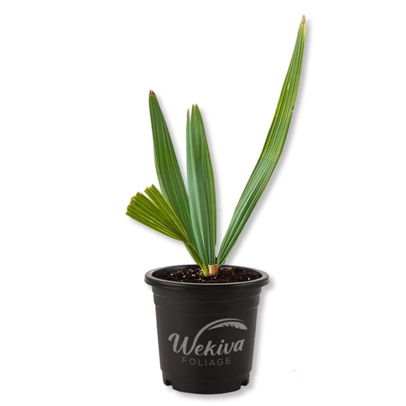 Dwarf Blue Stem Palmetto - 1 Live Plant in a 4 Inch Growers Pot - Sabal Minor - Cold Hardy Slow Growth Fan Shaped Foliage Ornamental Palm Tree