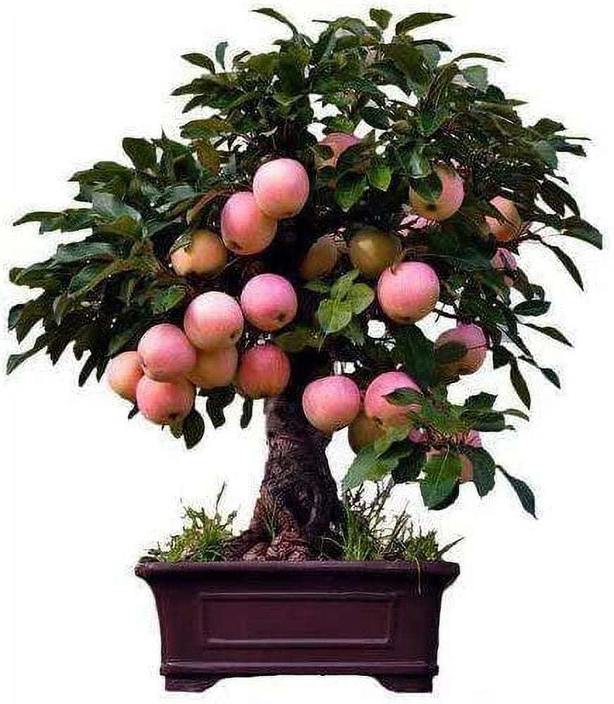 Dwarf Bonsai Apple Tree Seeds 50 Seeds Grow Exotic Indoor Fruit