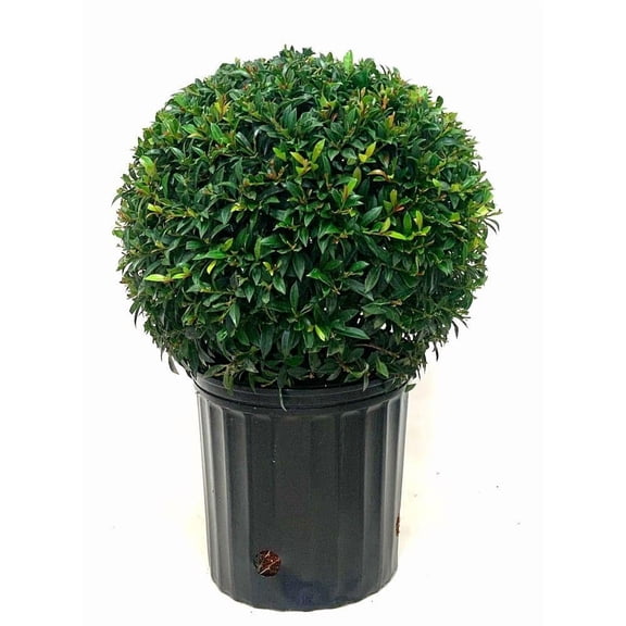 Dwarf Brush Cherry-Eugenia myrtifolia 'Globulus'-Compact Evergreen Shrub 14" Pot