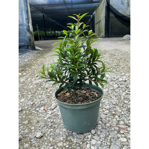 Dwarf Brush Cherry-Eugenia myrtifolia 'Globulus' Cone-Evergreen Shrub for Your Garden  10" Pot