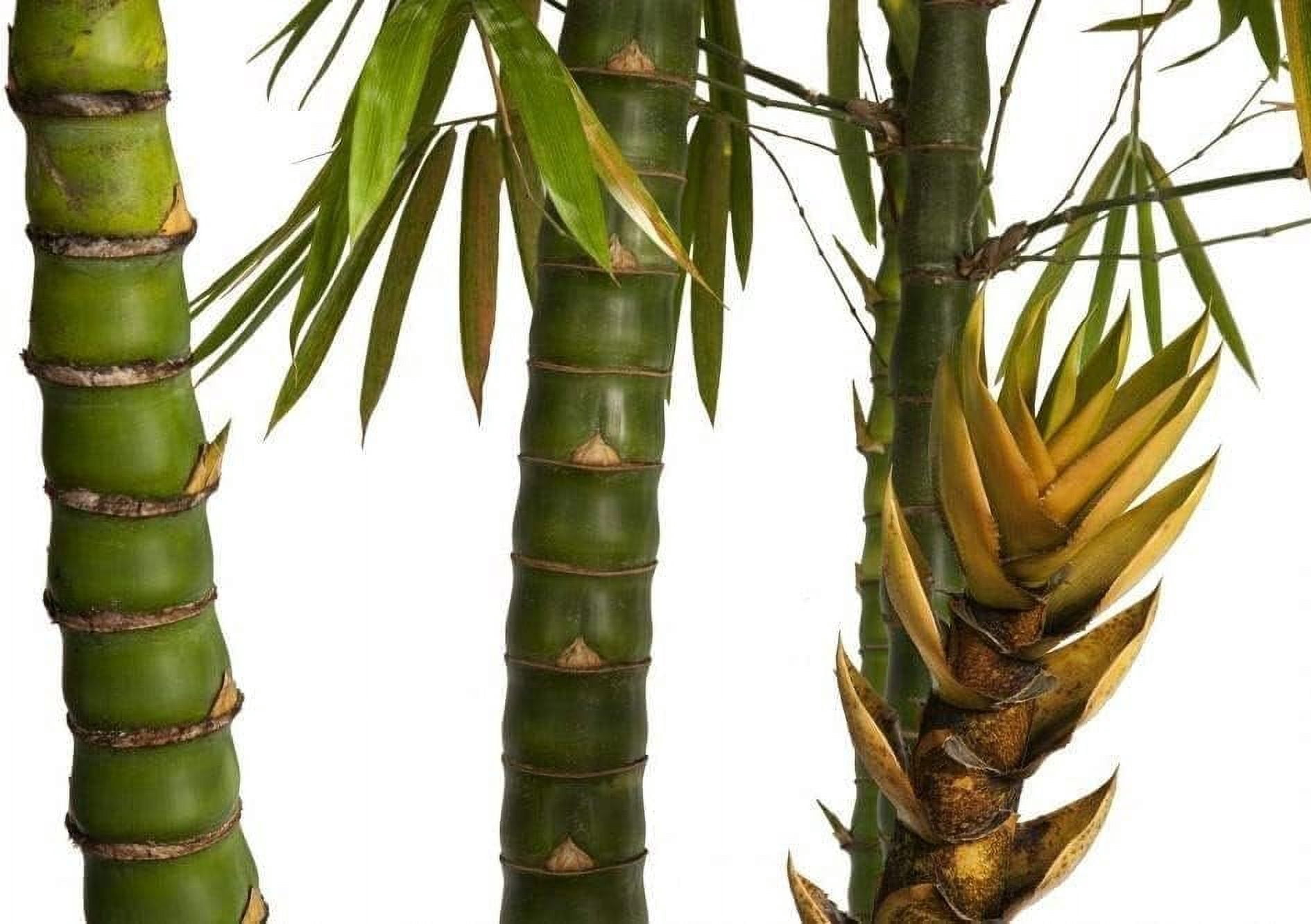 Dwarf Buddha Belly Bamboo 1 Live Plant Bambusa Vulgaris Wamin Rare