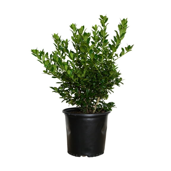 Expert Gardener Dwarf Burford Holly (2.5 Gallon) Compact Evergreen Shrub with Glossy Green Foliage - Full Sun Plant
