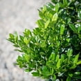 thumbnail image 1 of Dwarf Burford Holly - 3 Gallon Pot, Live Evergreen Shrub, Fragrant Flowers, Full/Part Sun, Outdoor, 1 of 6