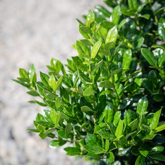 Dwarf Burford Holly - 3 Gallon Pot, Live Evergreen Shrub, Fragrant Flowers, Full/Part Sun, Outdoor
