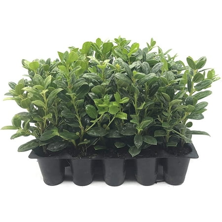 Dwarf Burford Holly - 30 Live Plants - Ilex Burfordi Evergreen Hedge Red Berries Tree Shrub