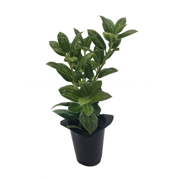 Dwarf Burford Holly Ilex - 40 Live Plants - Evergreen Burfordi Shrub