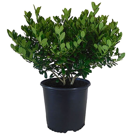 Dwarf Burford Holly (Ilex) Shrub (7 Gallon)