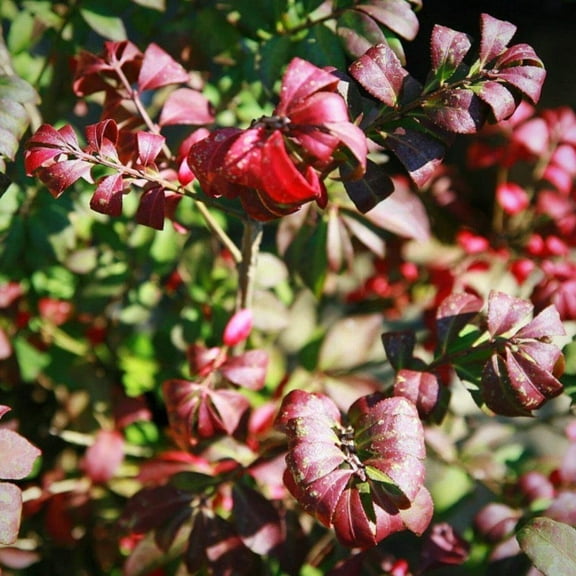 Dwarf Burning Bush ~ Euonymus a. Compactus - 3 Gallon Pot, Live Deciduous Shrub, Full/Part Sun, Outdoor