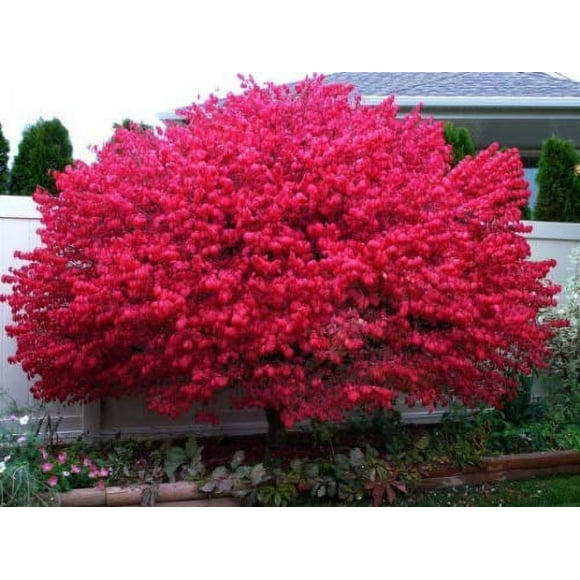 Dwarf Burning Bush 4" Hardy Shrub (Euonymus alatus)