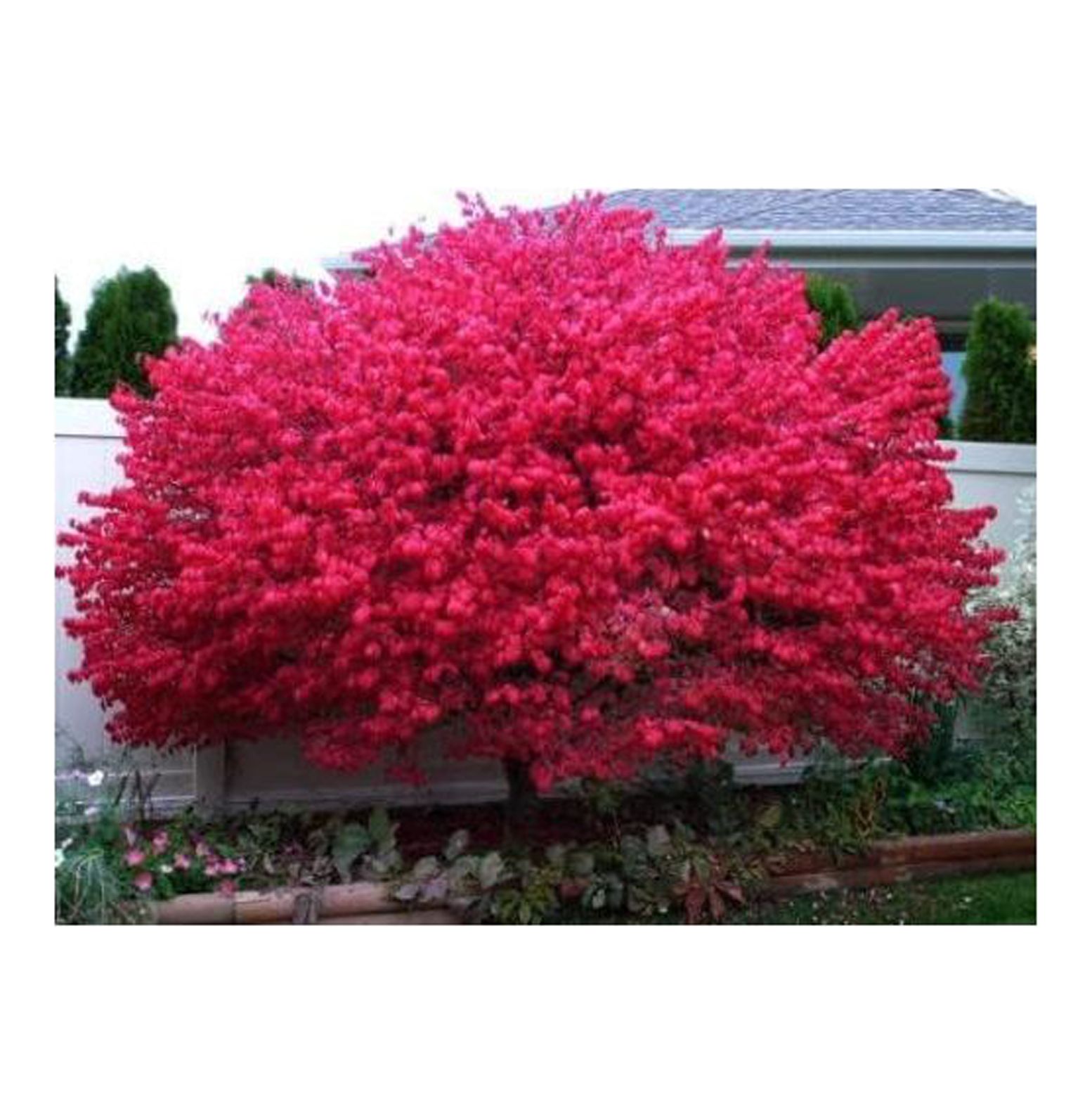 Dwarf Burning Bush 4" Pot Hardy Shrub (Euonymus Alatus)