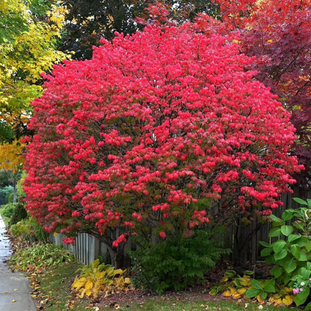 Dwarf Burning Bush Bare Roots 12-18'' Tall, Euonymus Burning Bush Shrub Potted